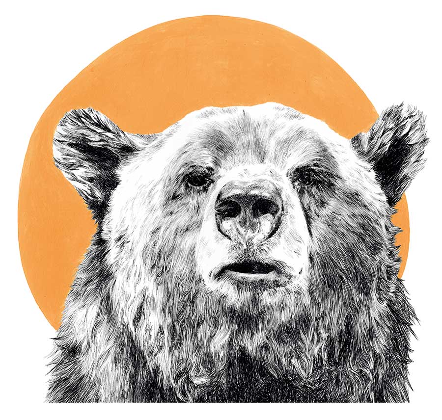 Illustration of a bear's head with a yellow circle behind it