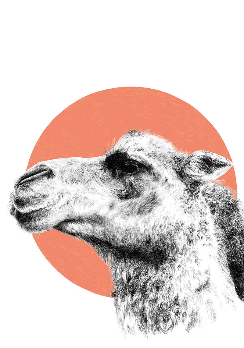 Illustration of camel with a coral circle behind it