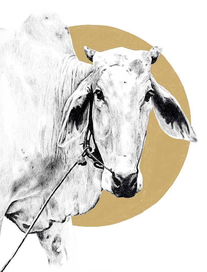 Illustration of long earred cow with a golden circle behind it