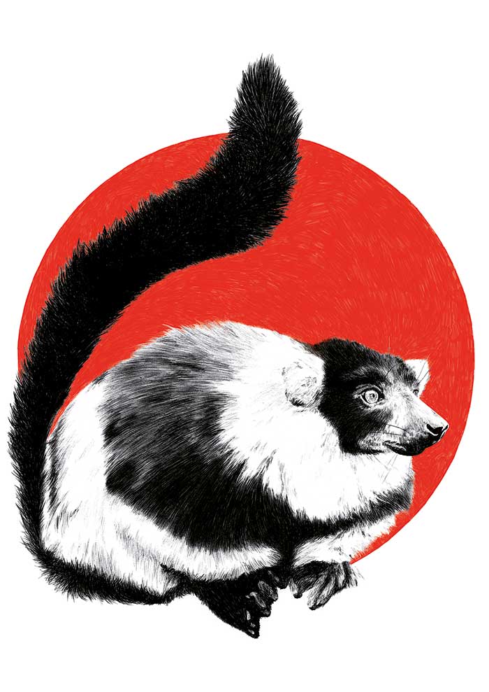 Illustration of lemur with a red circle behind it