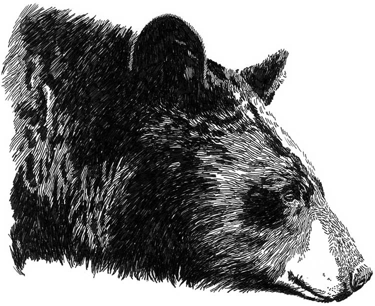 Black and white pen illustration of a black bear’s head in side profile.