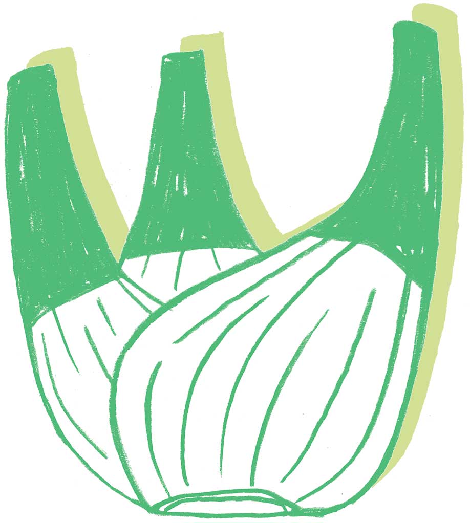 Green and white illustration of a fennel bulb, featuring a subtle lime green and yellow shadow.